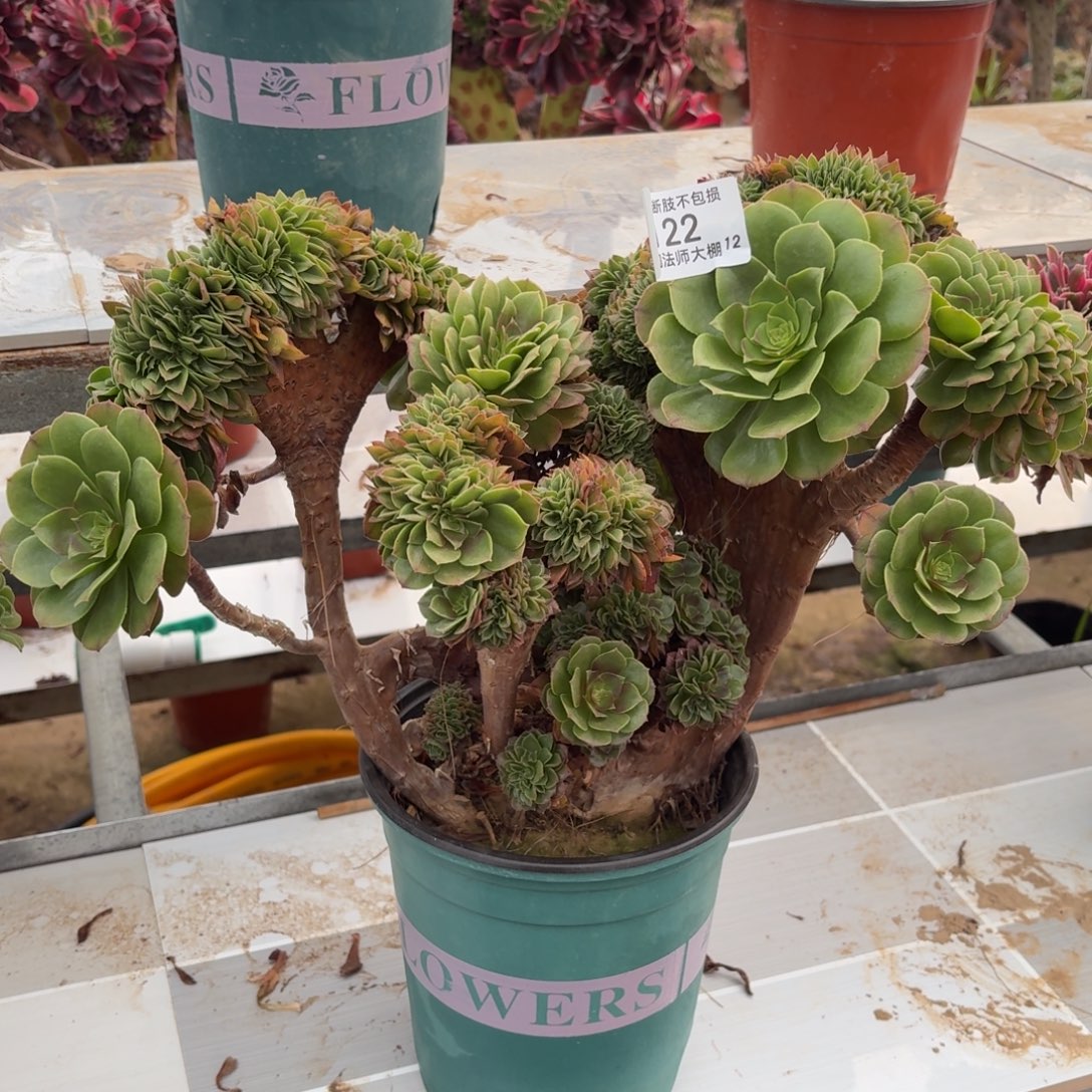 122万圣节缀化多肉植物法师