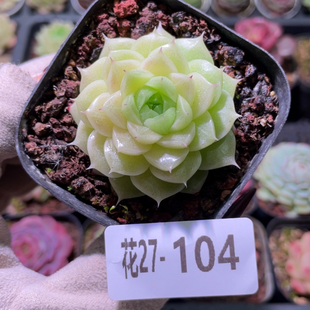 花利美27-104麦秆