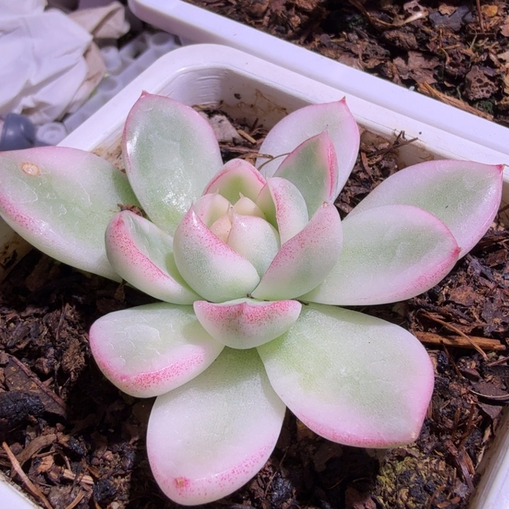 东云杂交锦多肉植物