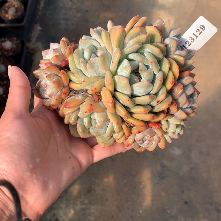 123129嗯嗯嗯嗯嗯好喜欢