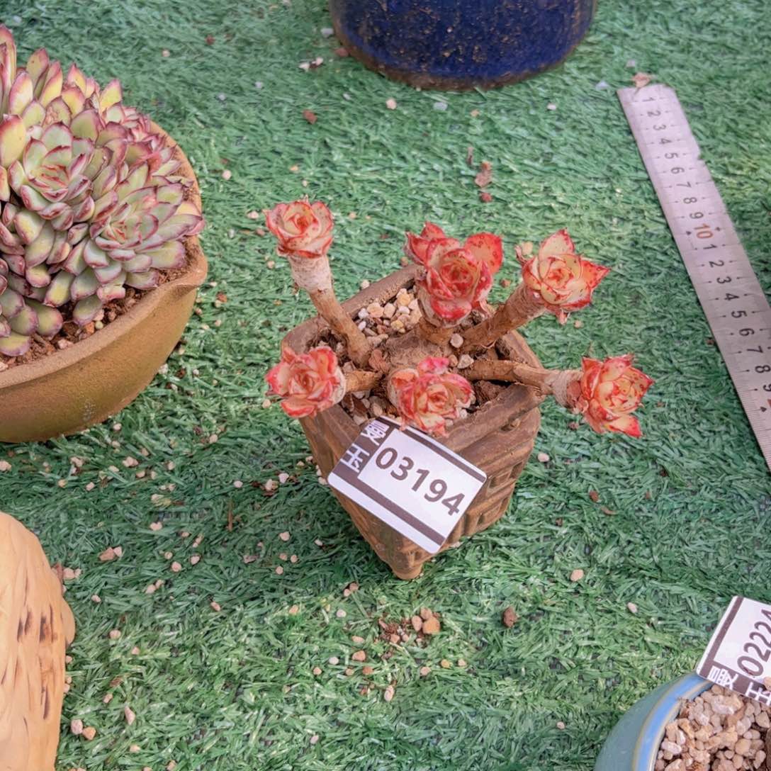 娅***娅处理多肉植物03194