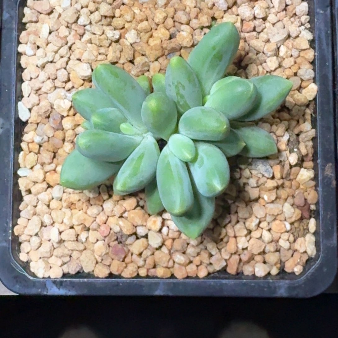 蓝眼睛 群生 一物一拍