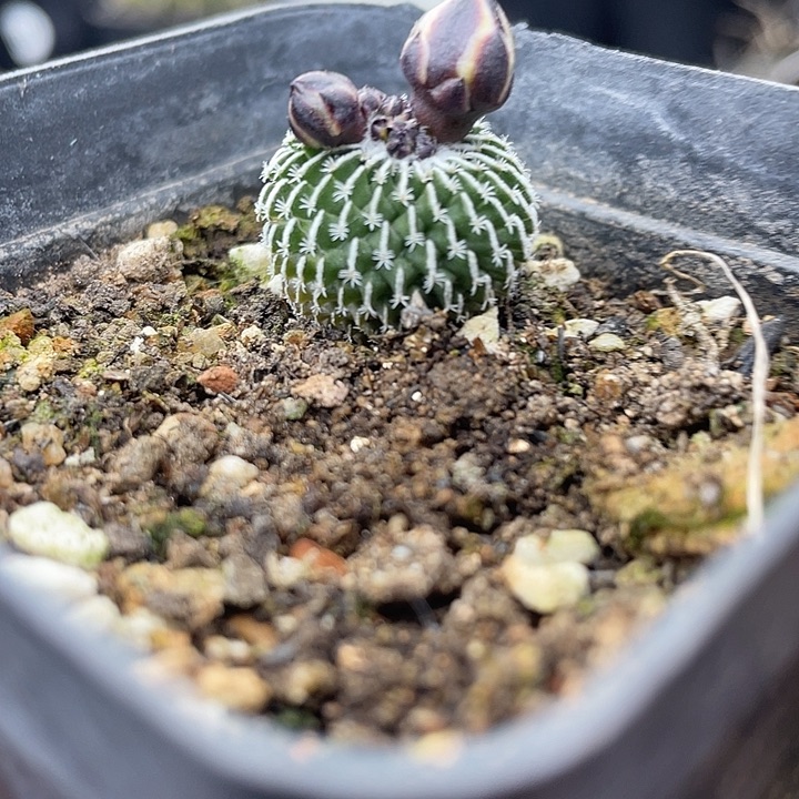 精巧殿刺缀实生带盆发货