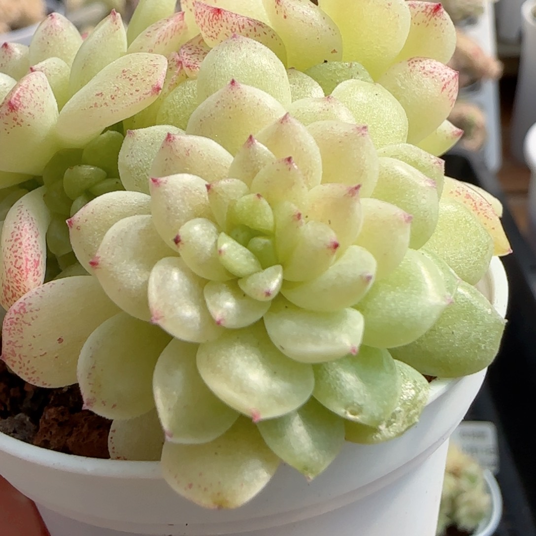 【闪购商品】0213-109优选麦杆