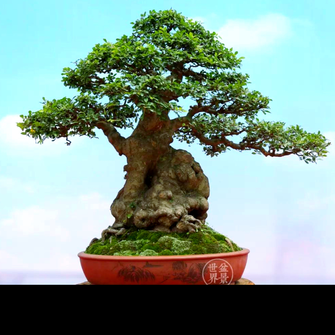 榆树盆景素材一物一拍