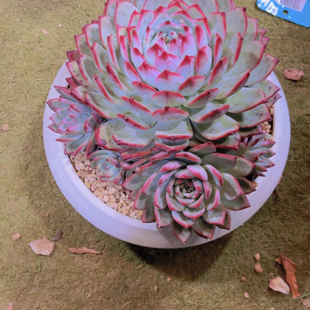 绿***风多肉植物保护研究所所长的