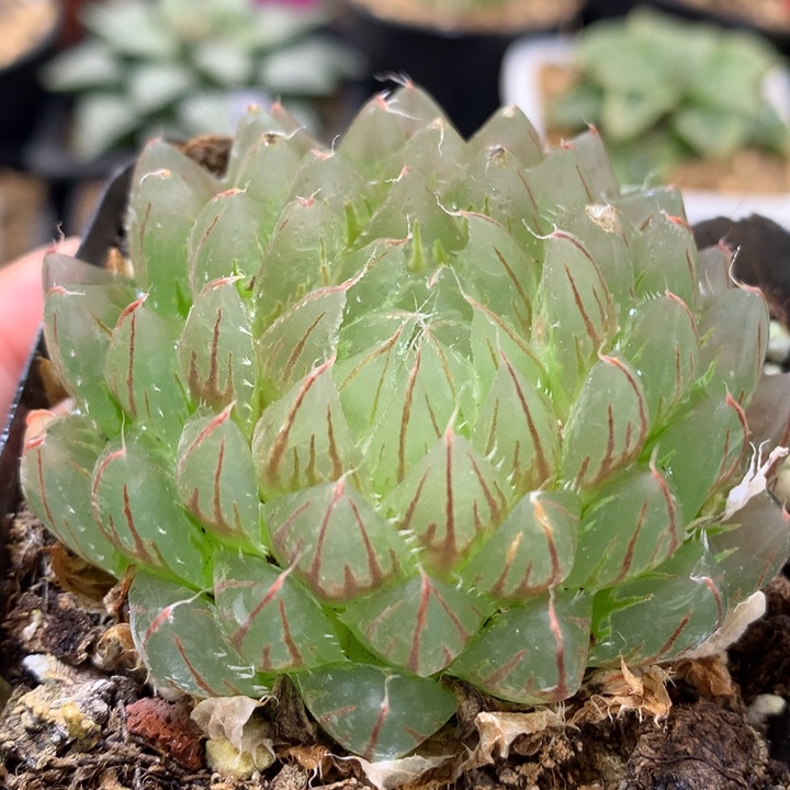 翠云玉露锦带盆土发货