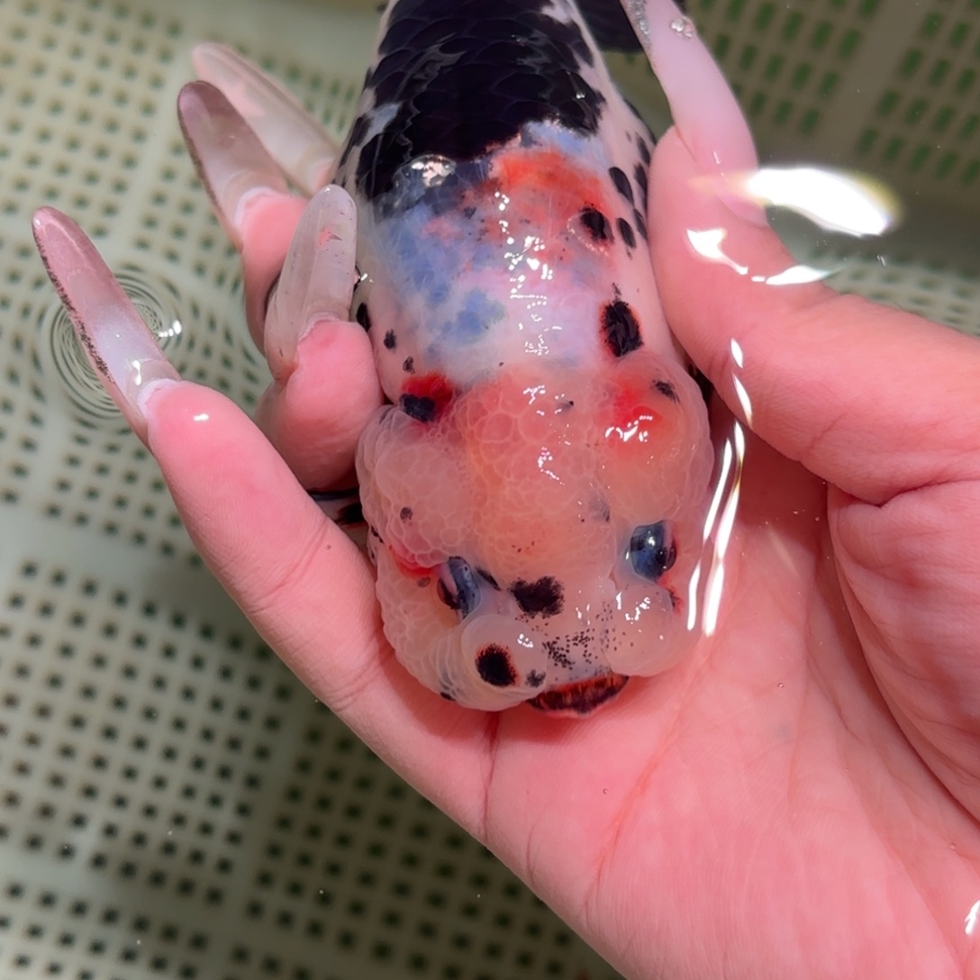 泥***叫金鱼拍包装包邮，不拍包装运费到付