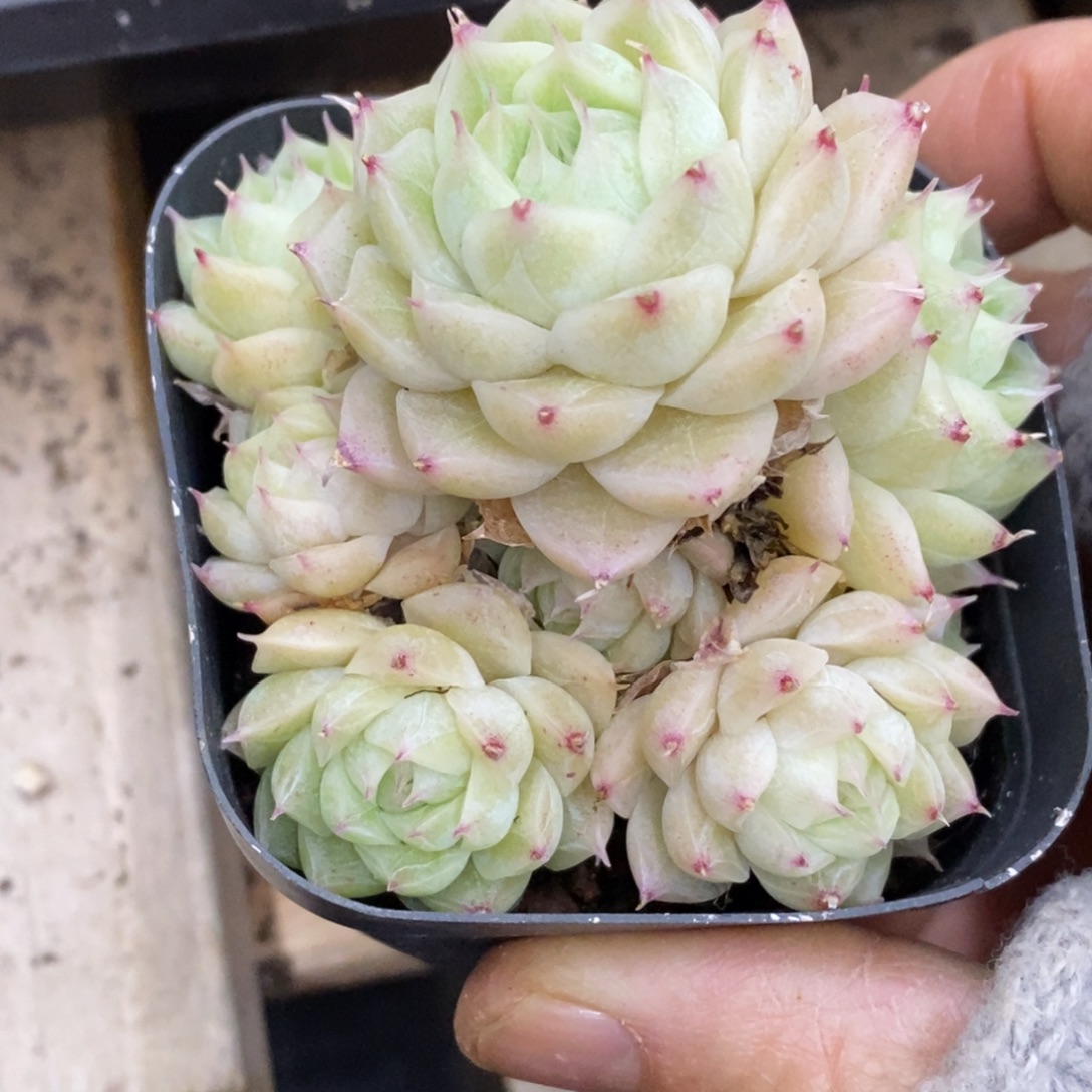 精品多肉一物一拍不包整372