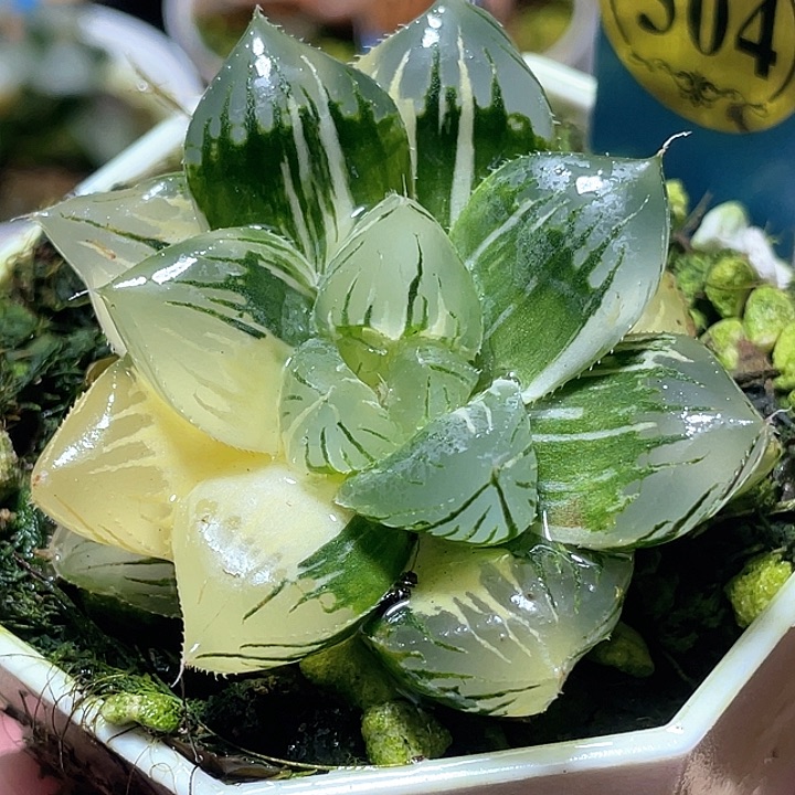 504大型玉露锦特选福利