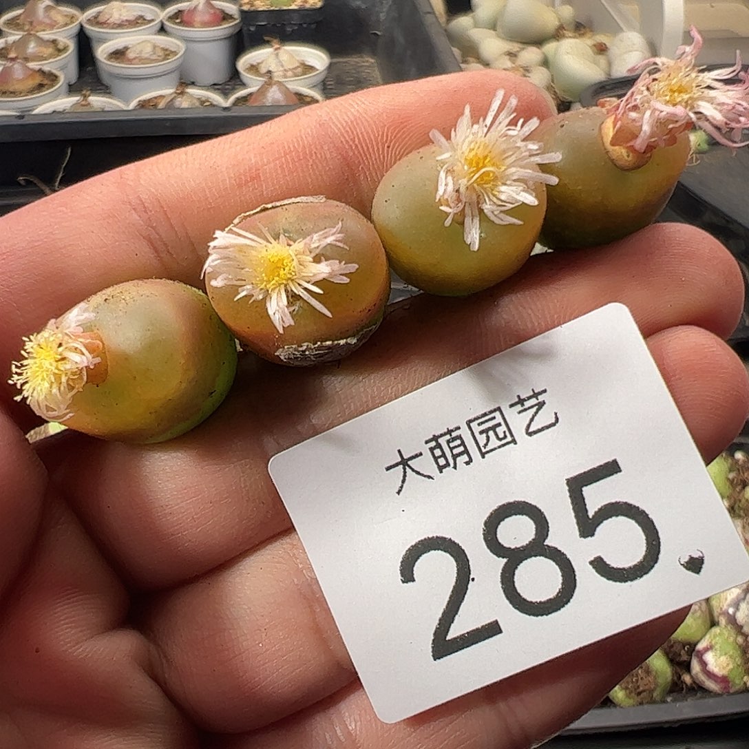 一物一拍。       285