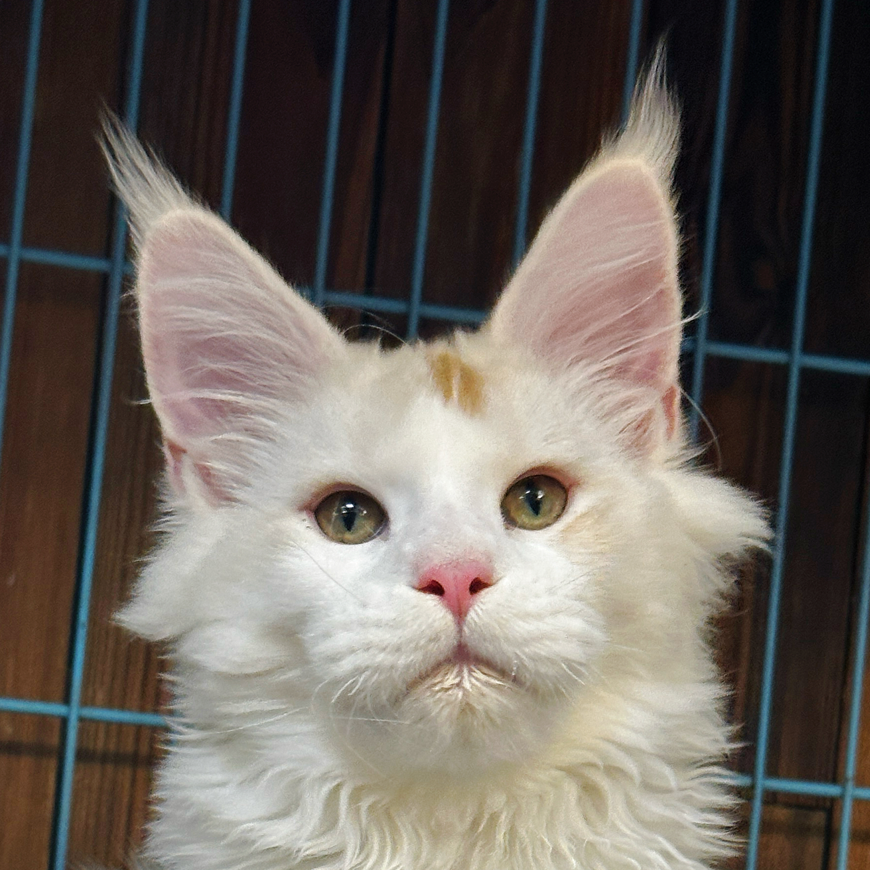 来了姊妹-乳虎斑加白缅因猫-弟弟-14