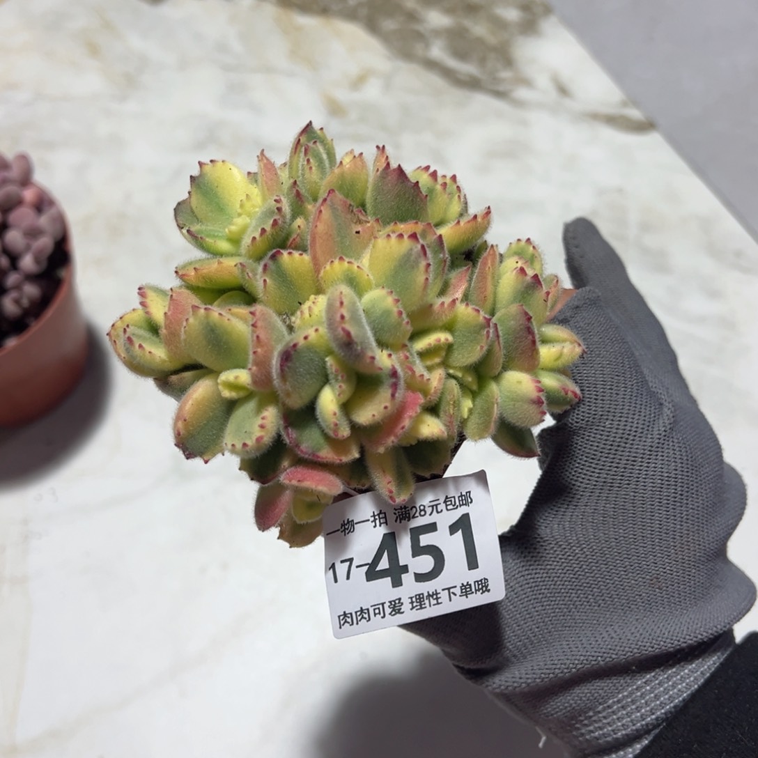 白熊多肉多肉多肉多