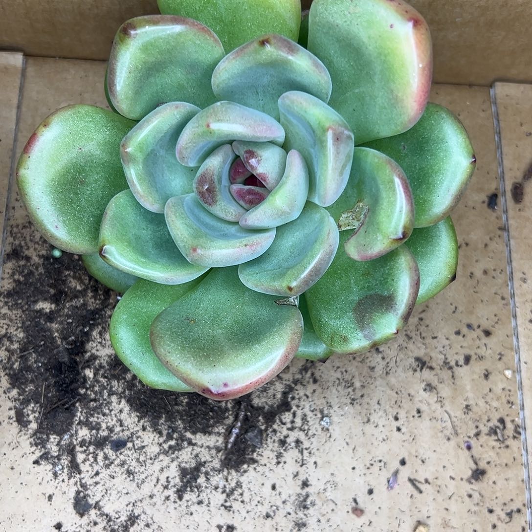 郁***仔芒果奶杂水晶，一物一拍