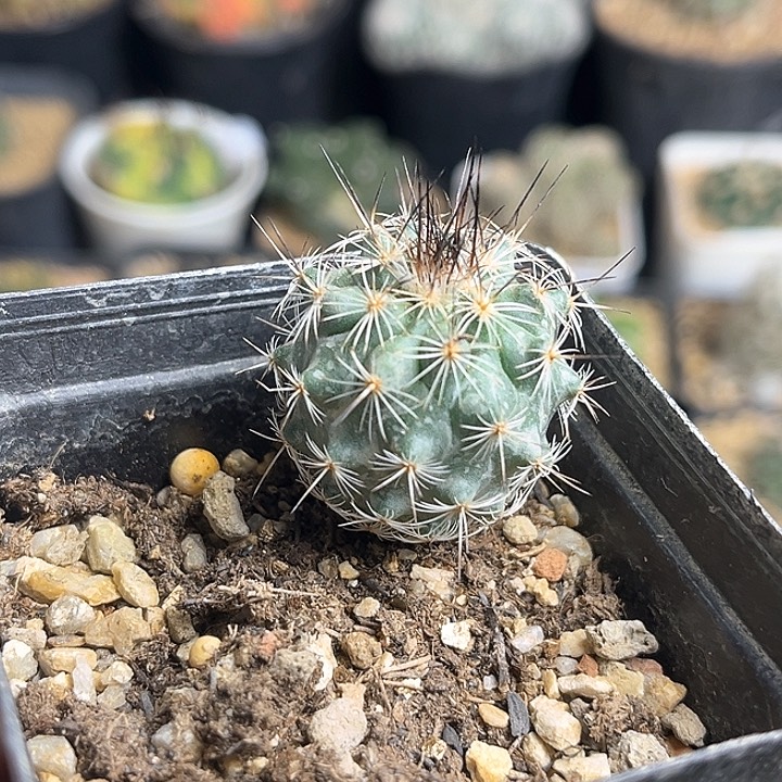 费雷克娇丽实生球2.8公分