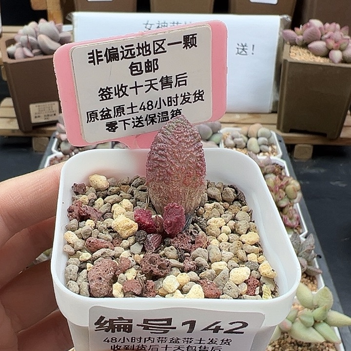 142小怪兽多肉植物