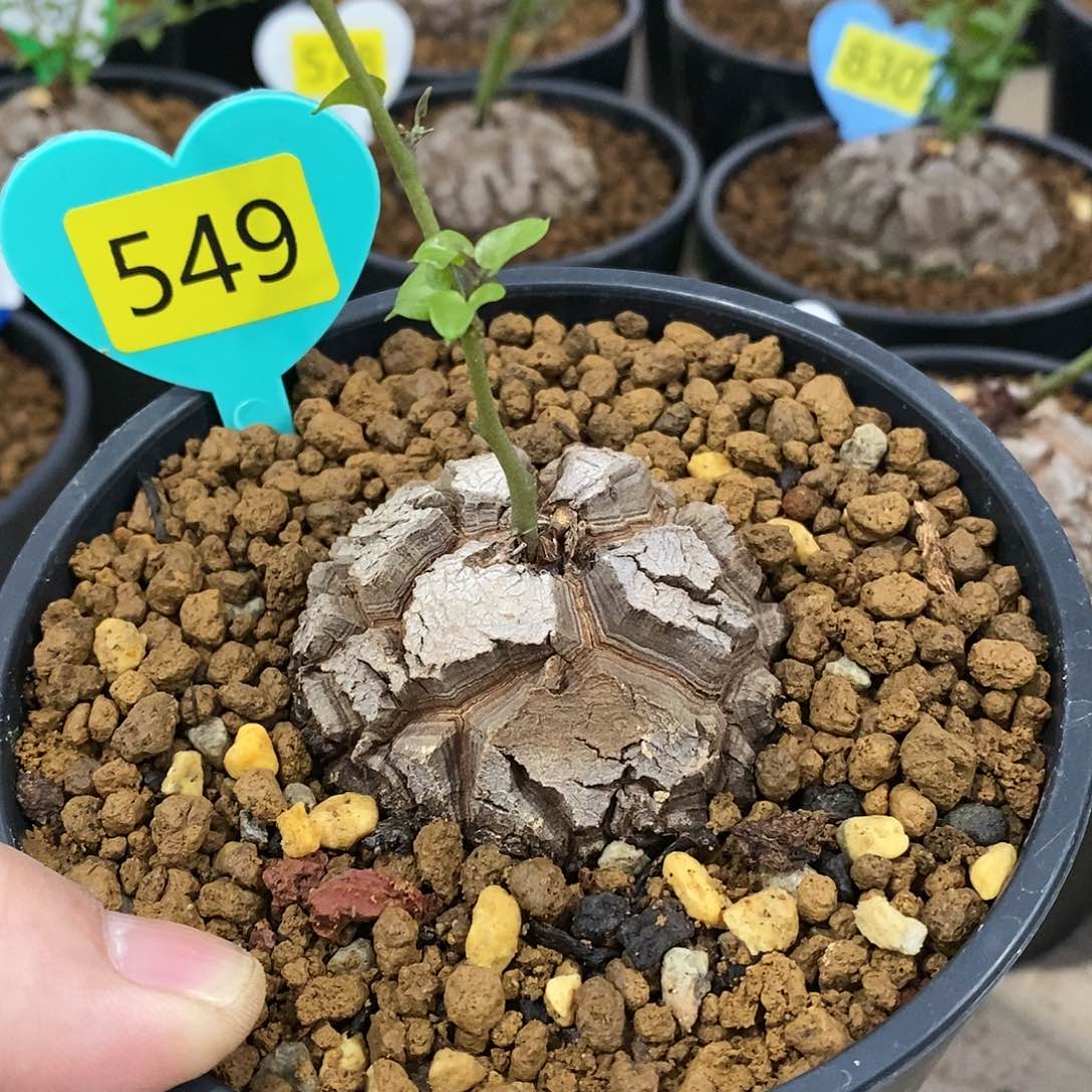 南非龟甲龙龟甲龙