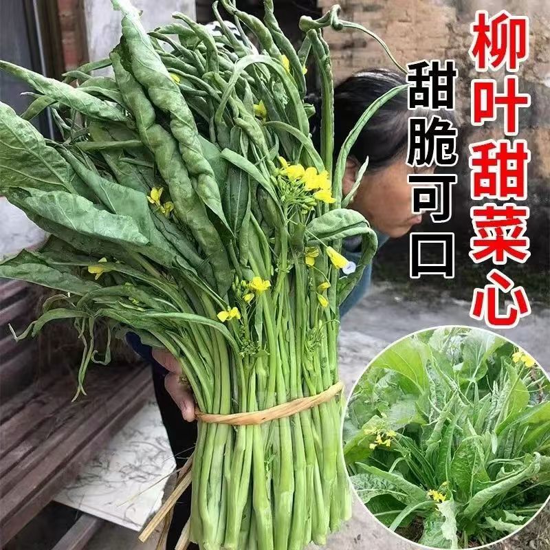 【全店满6包包邮】柳叶菜心种子蔬菜种子