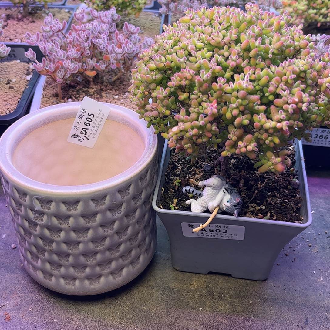 鱼***，603605换盆发货枝干多肉