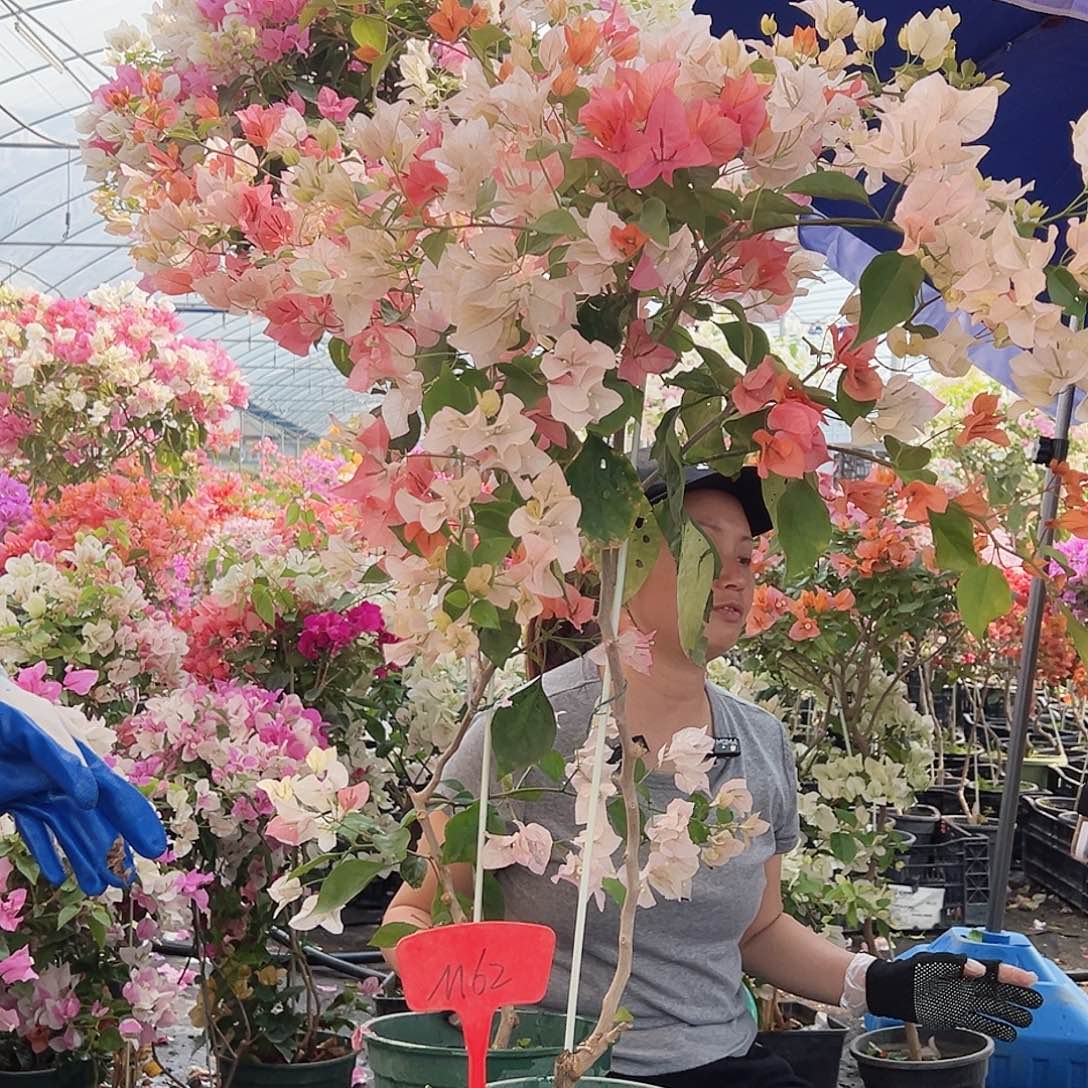 拥***生大部分花苞少量开放M62橙口红