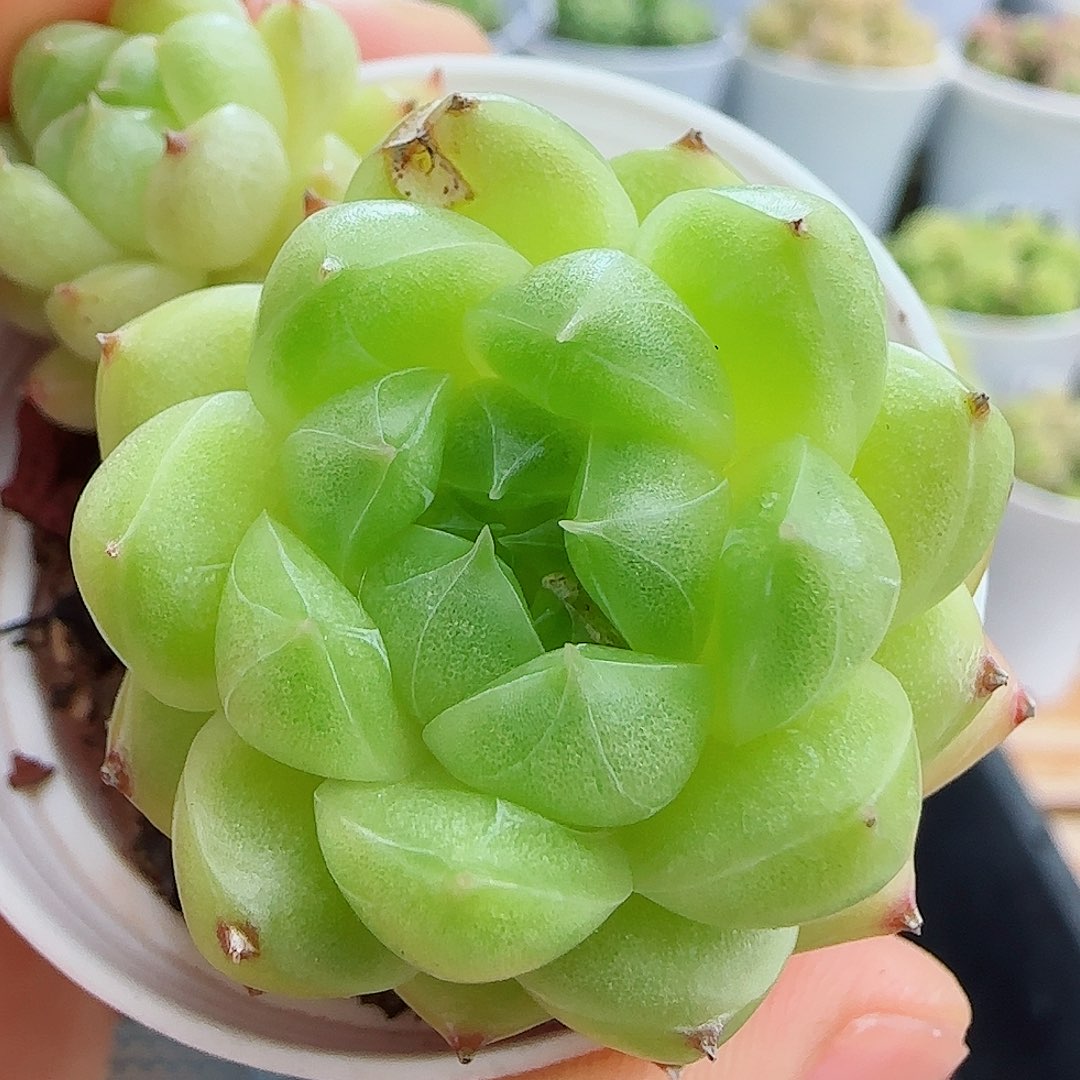 【闪购商品】0603-5不包整