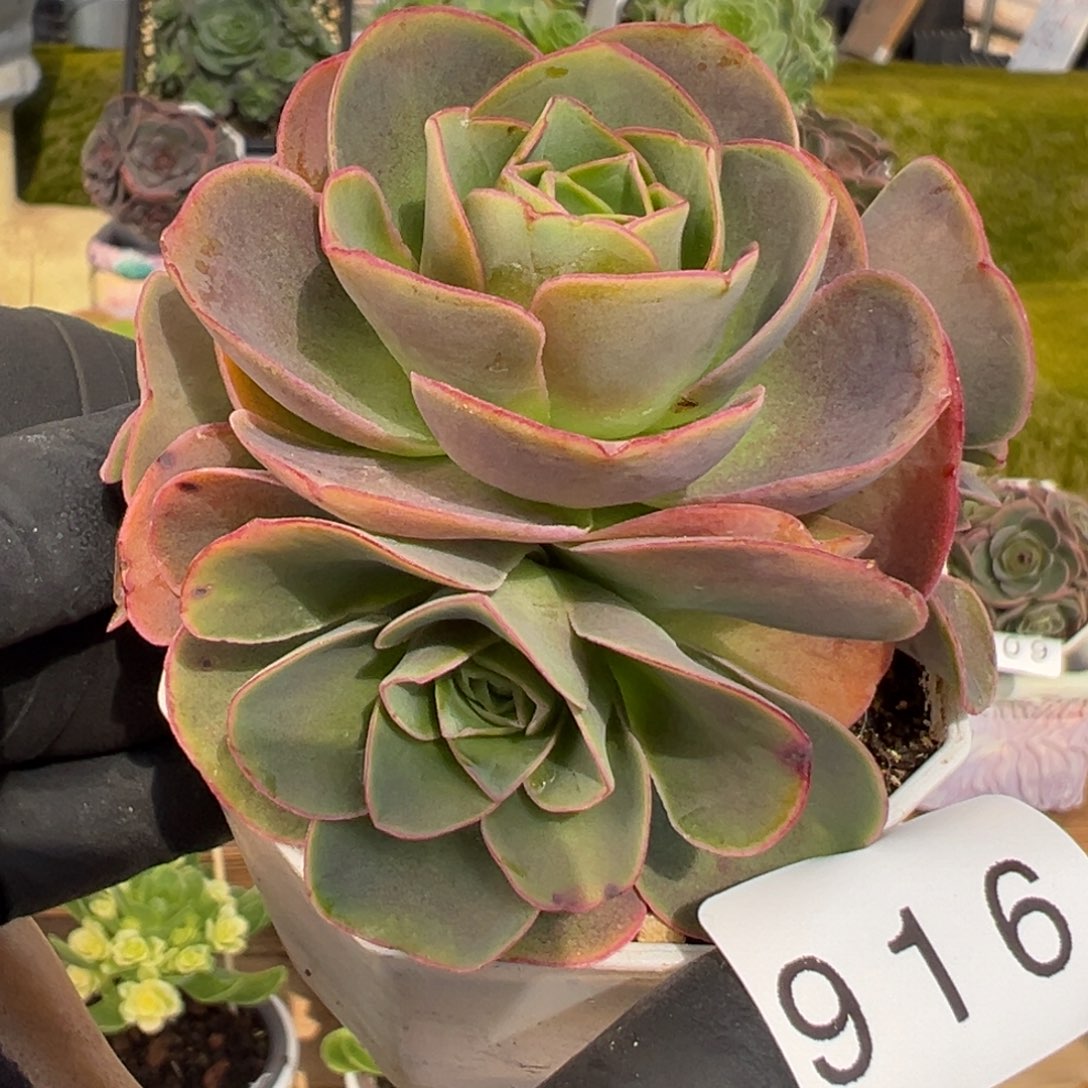 916泽兰玫瑰脸6厘米