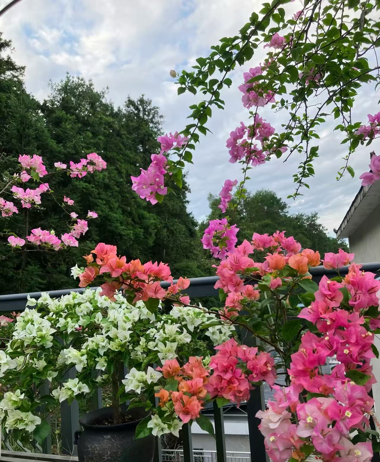 一物一拍精品三角梅阳台庭院花园四季开花落花落叶介意勿拍