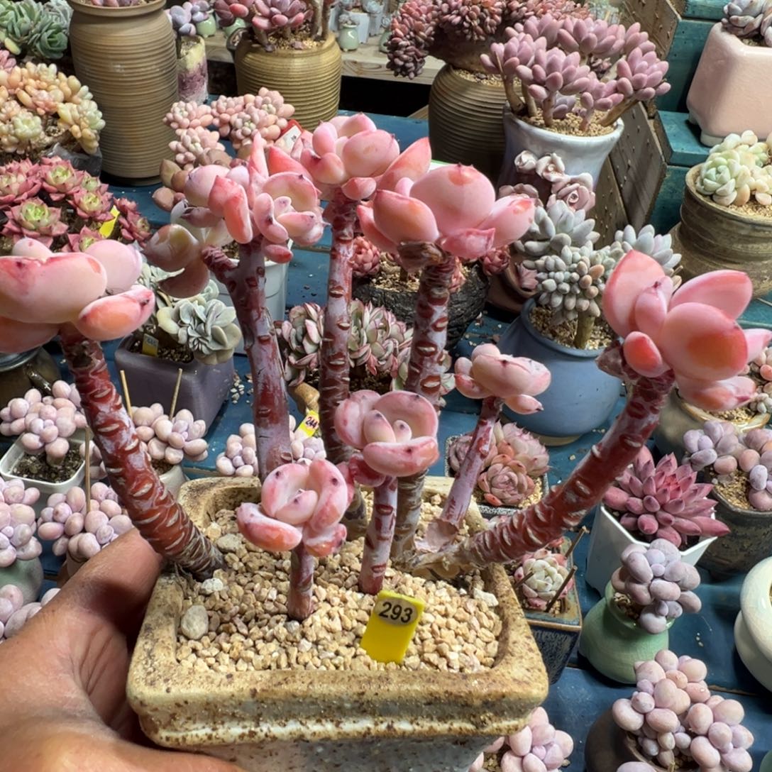 293号白月光老桩无砍