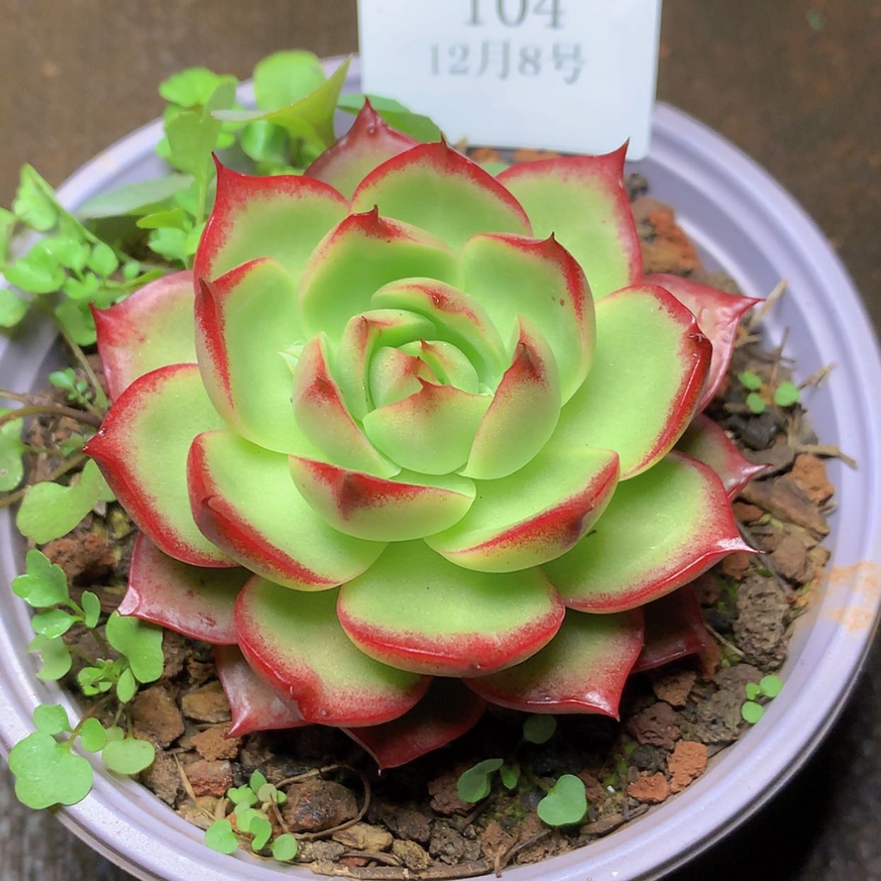 【闪购商品】云104号