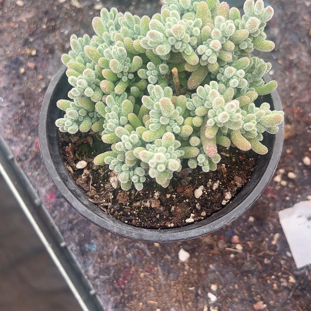 枝干冰晶大盆一个