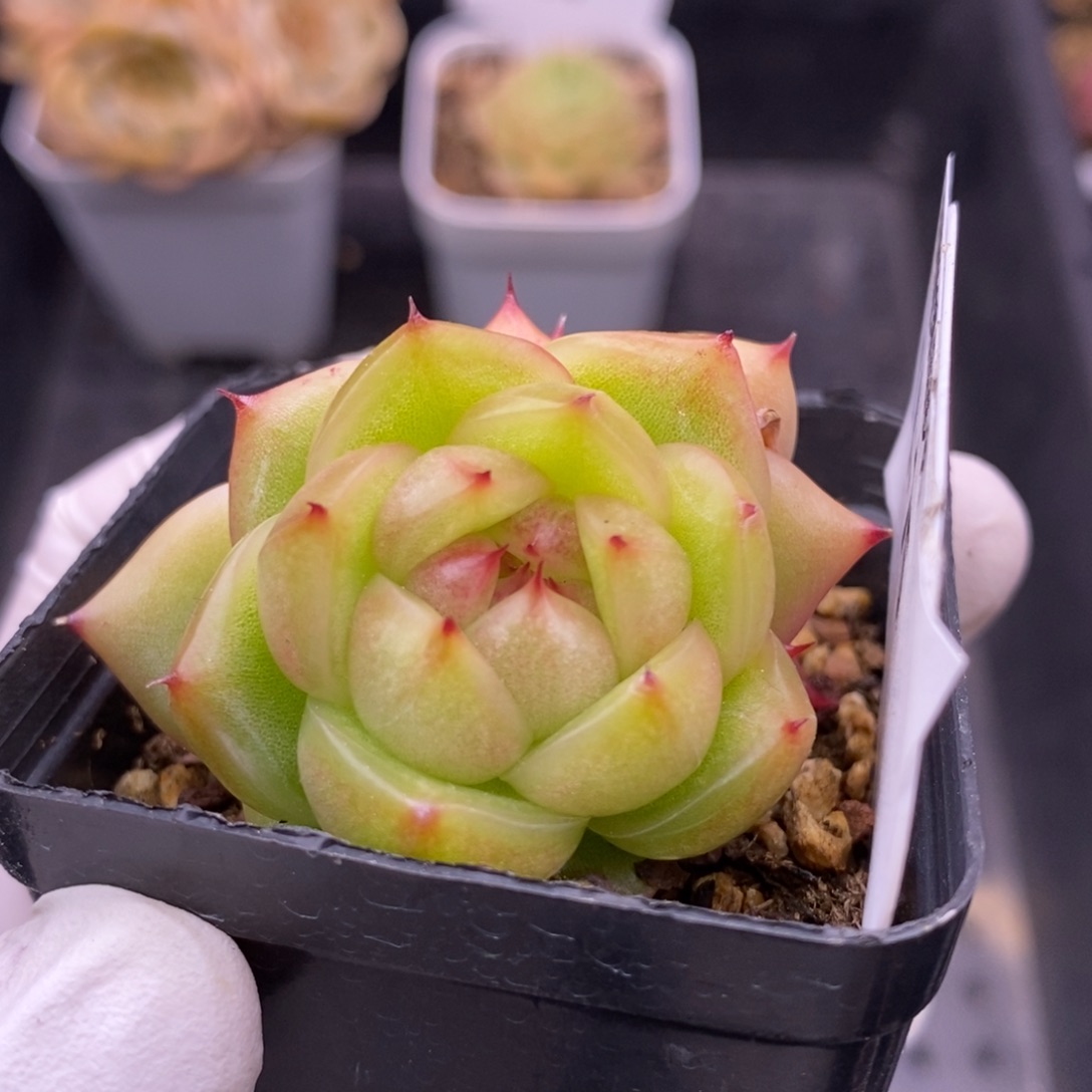 【闪购商品】18-75玉玲珑