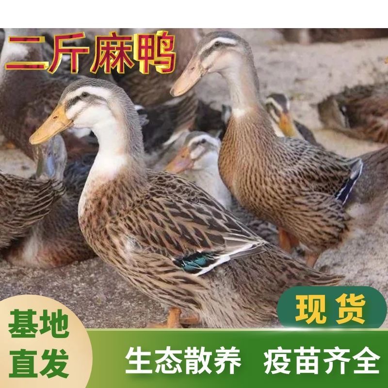 【3只包邮】农村散养土麻鸭高产绿壳蛋鸭