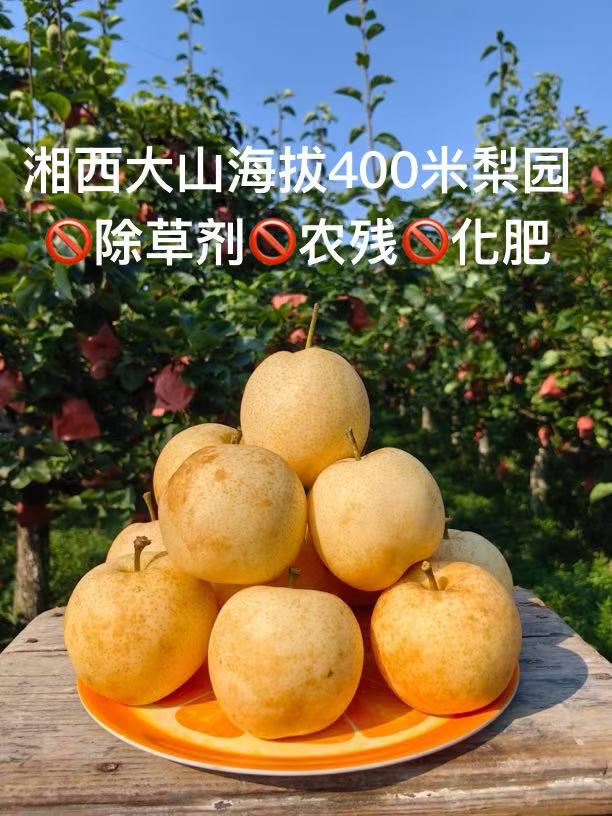 湘西自种黄金梨（优选）
