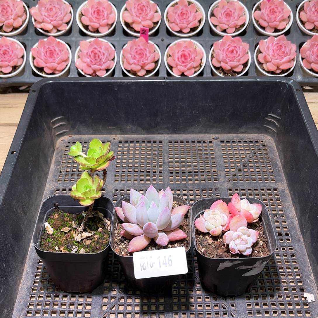 花利美16-146框拍3颗