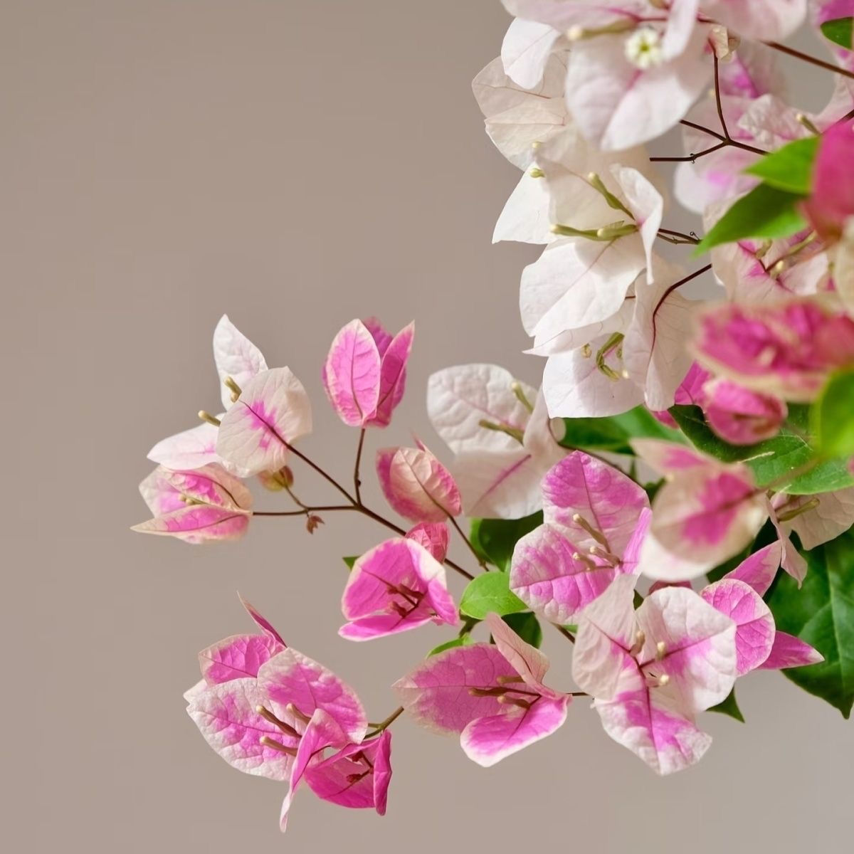 漳红樱三角梅花卉带盆带土带花发货四季勤花阳台盆栽