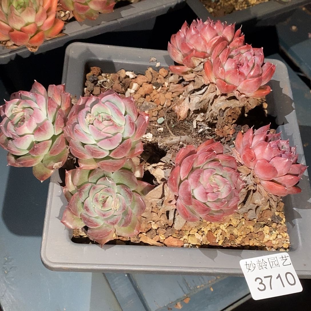 小***y3710掉头不售后～15厘米