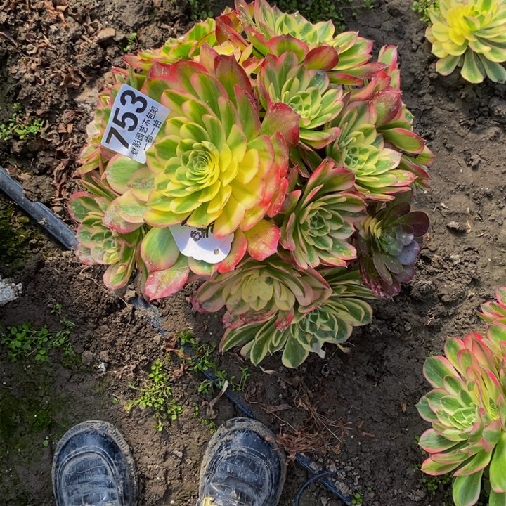 海王花花27-12花花妖桩