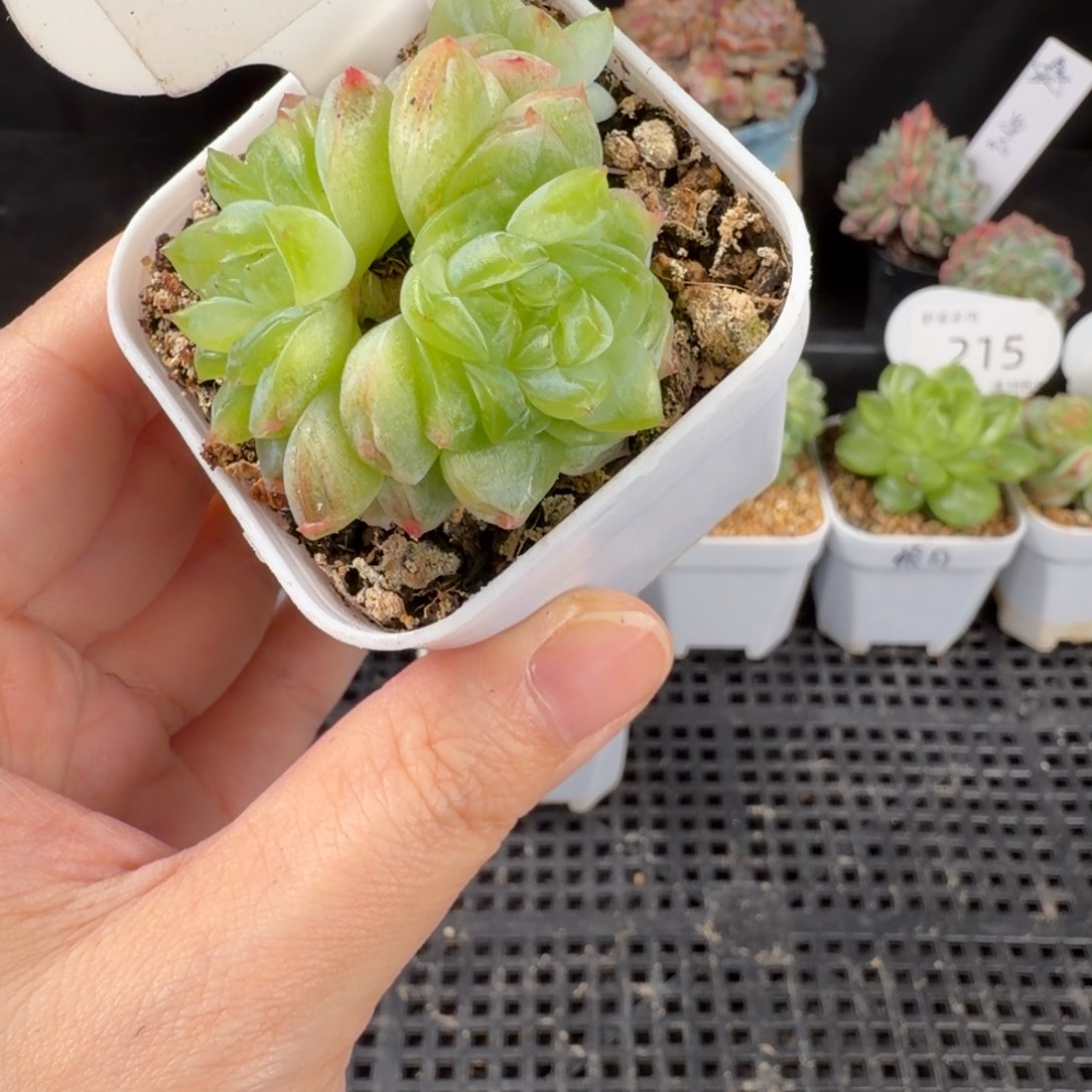 绿冰透双头珍妮219号