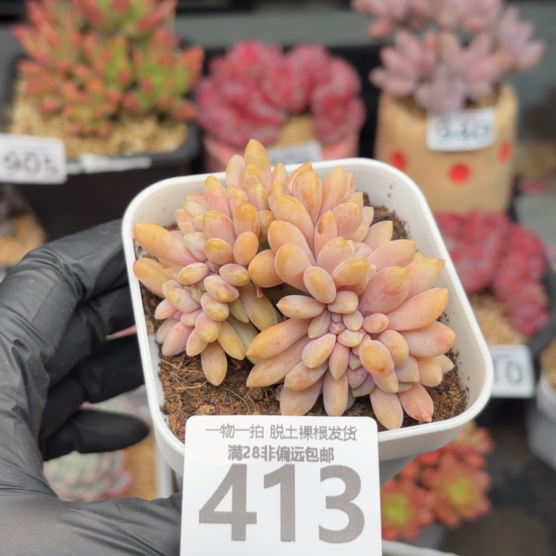 醉美人缀化无盆土发货