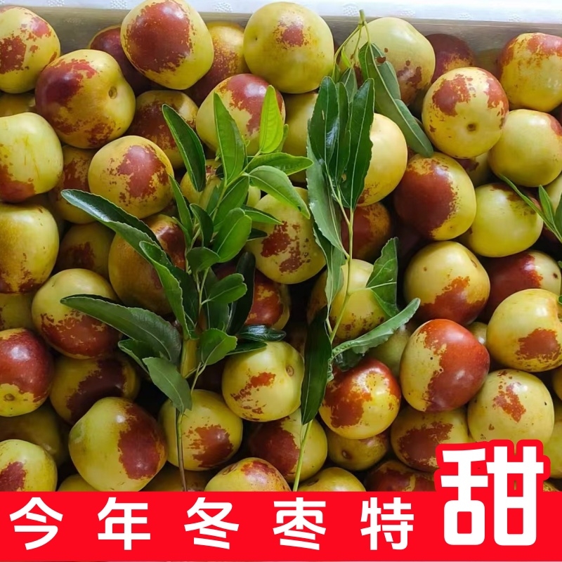 【二代沾化冬枣】3/5斤装脆甜冰糖冬枣现摘新鲜枣子脆枣孕妇新鲜
