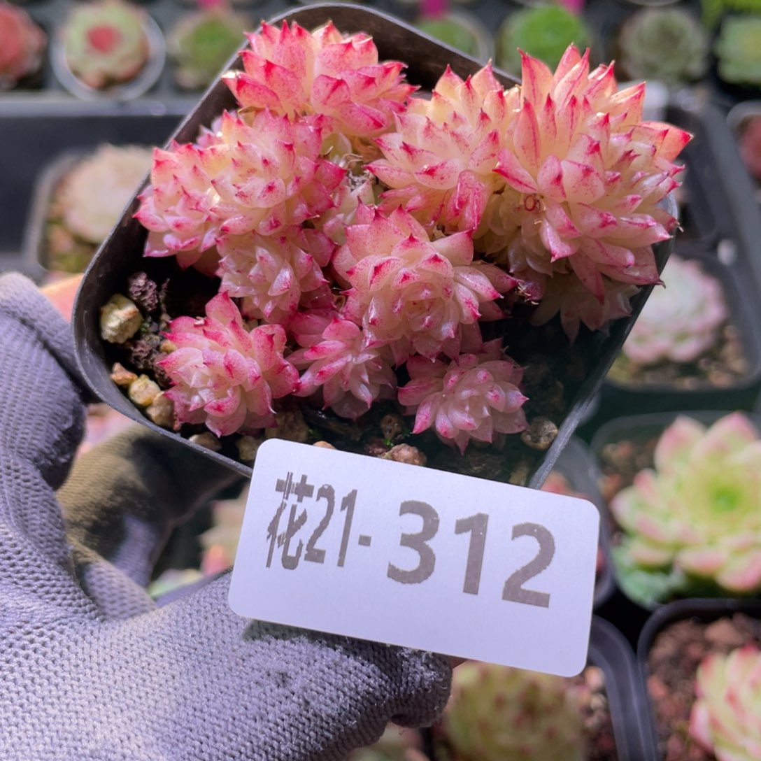花利美21-312麦秆群