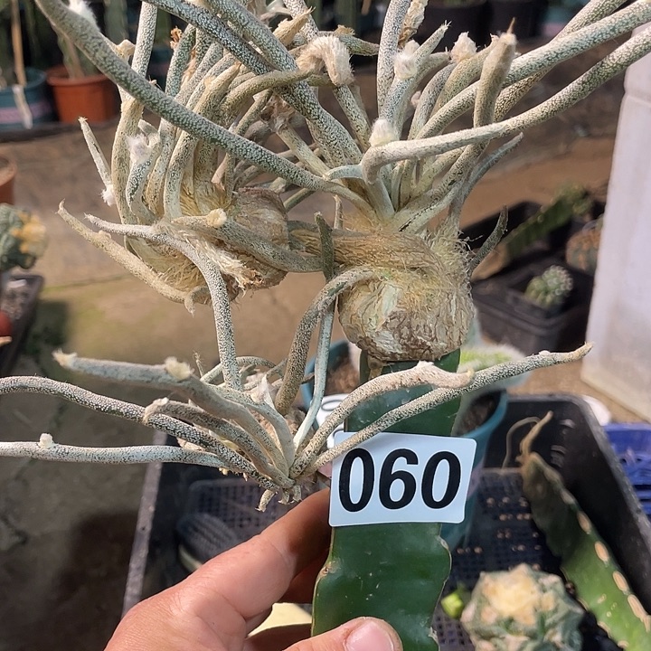 060美杜莎仙人球桩子