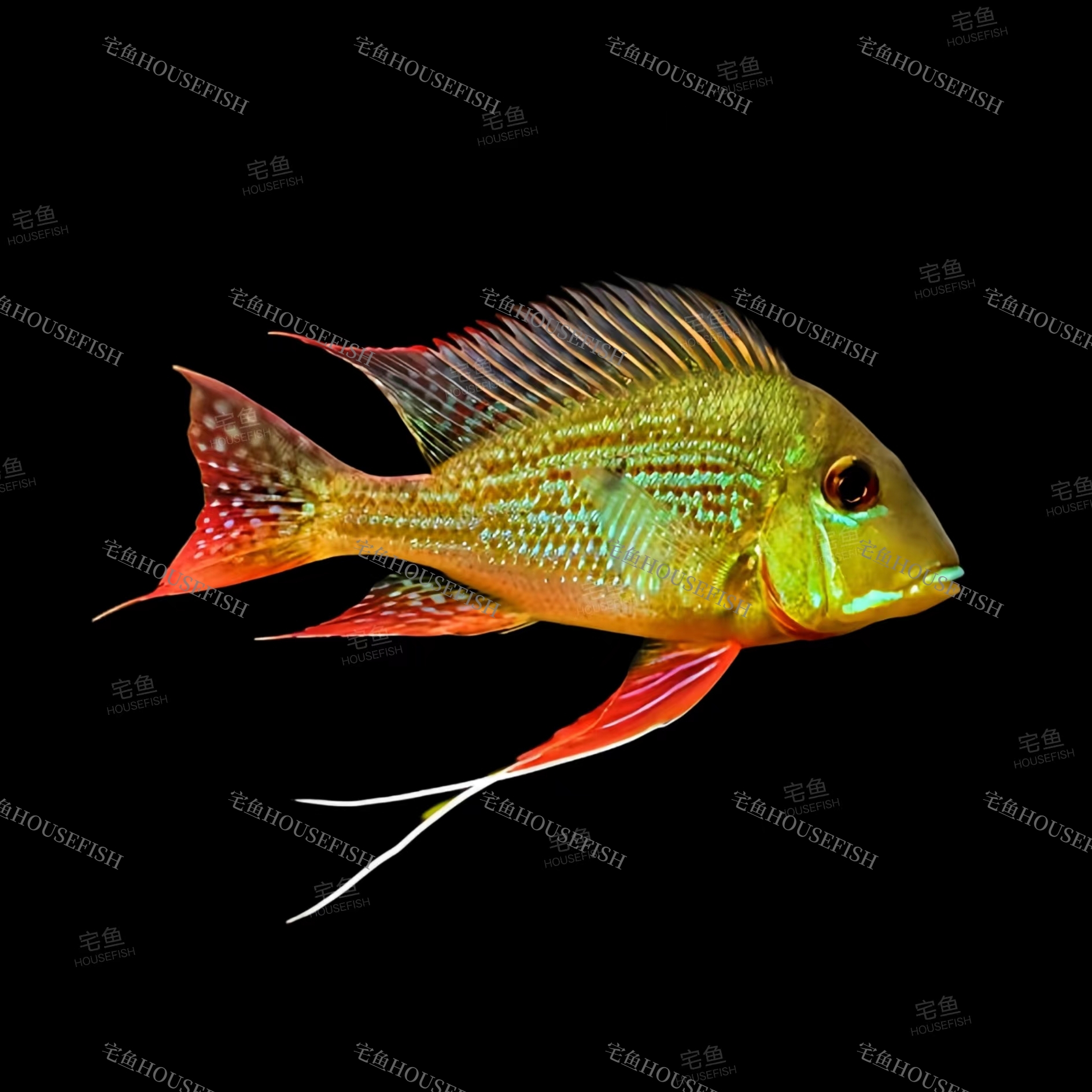 宅鱼甄选｜大红珍珠关刀鱼 朱巴利关刀南美鱼食土鲷淡水热带观赏鱼