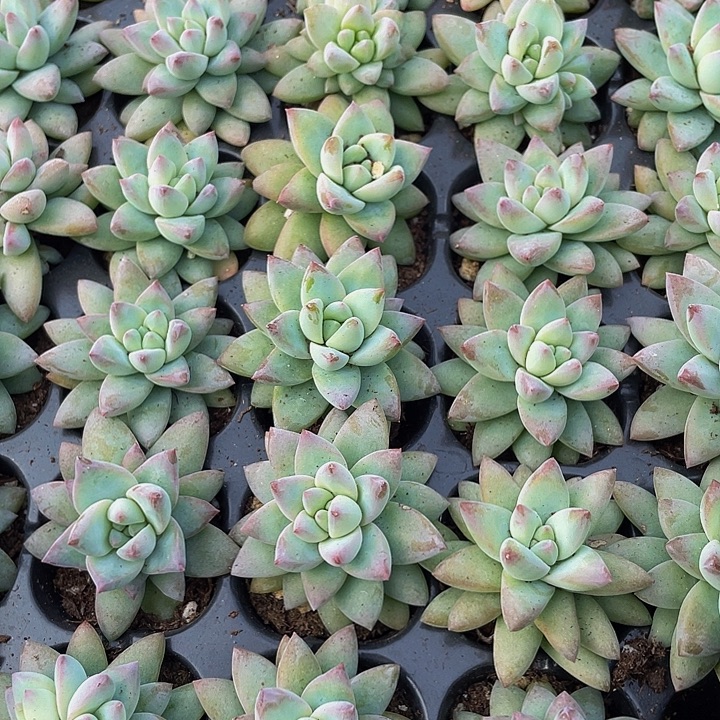 小树冰1元带土发货