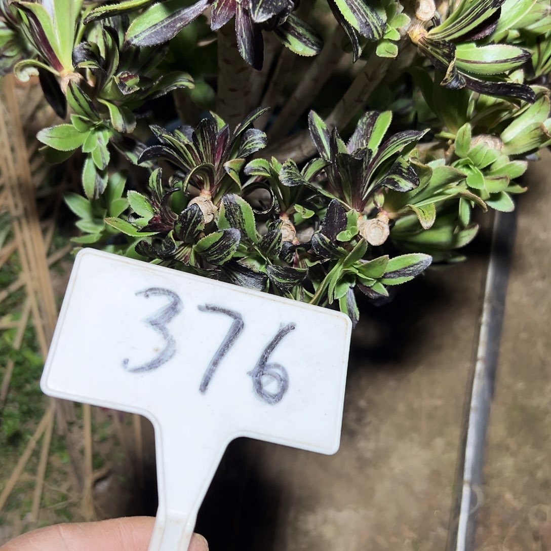 萍***逢多肉植物水墨丹青376