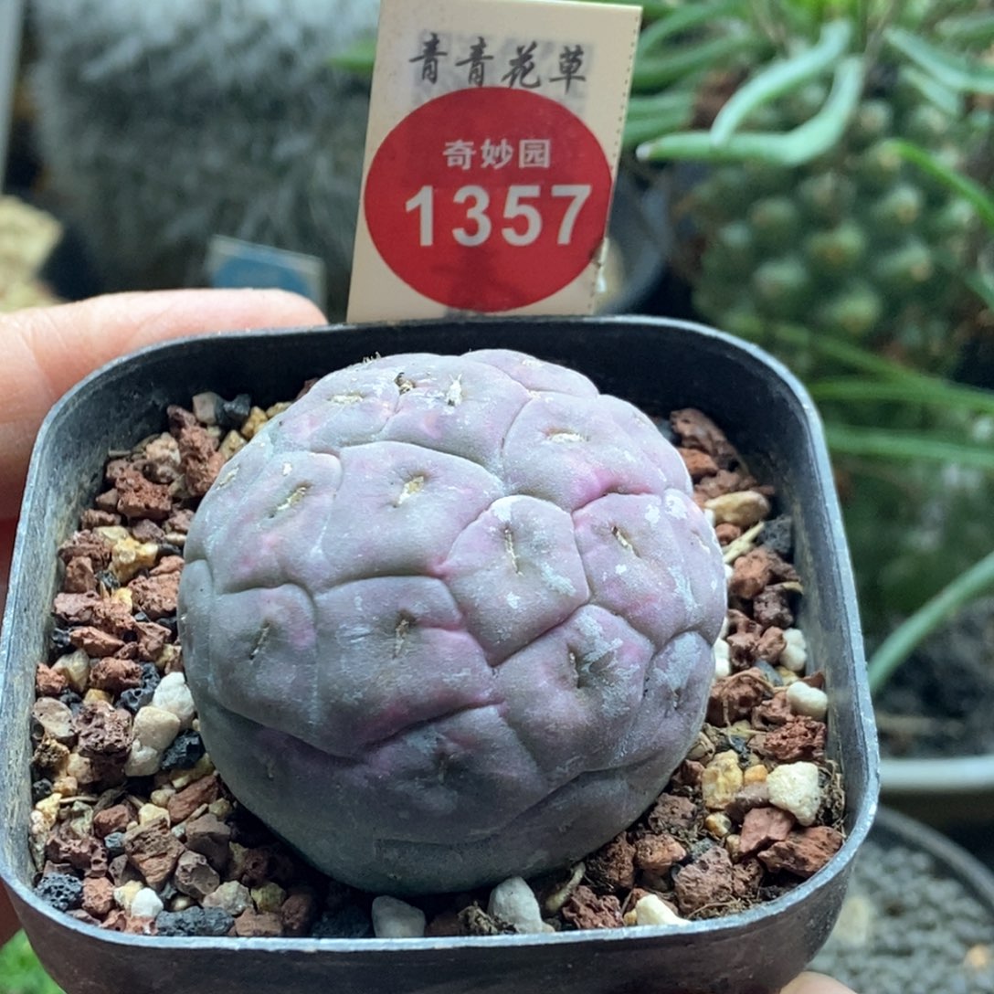 自根无刺紫肌习志野3.9cm