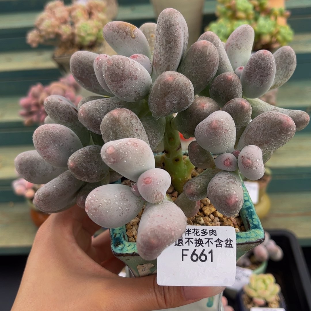 661-米可奶多肉11cm