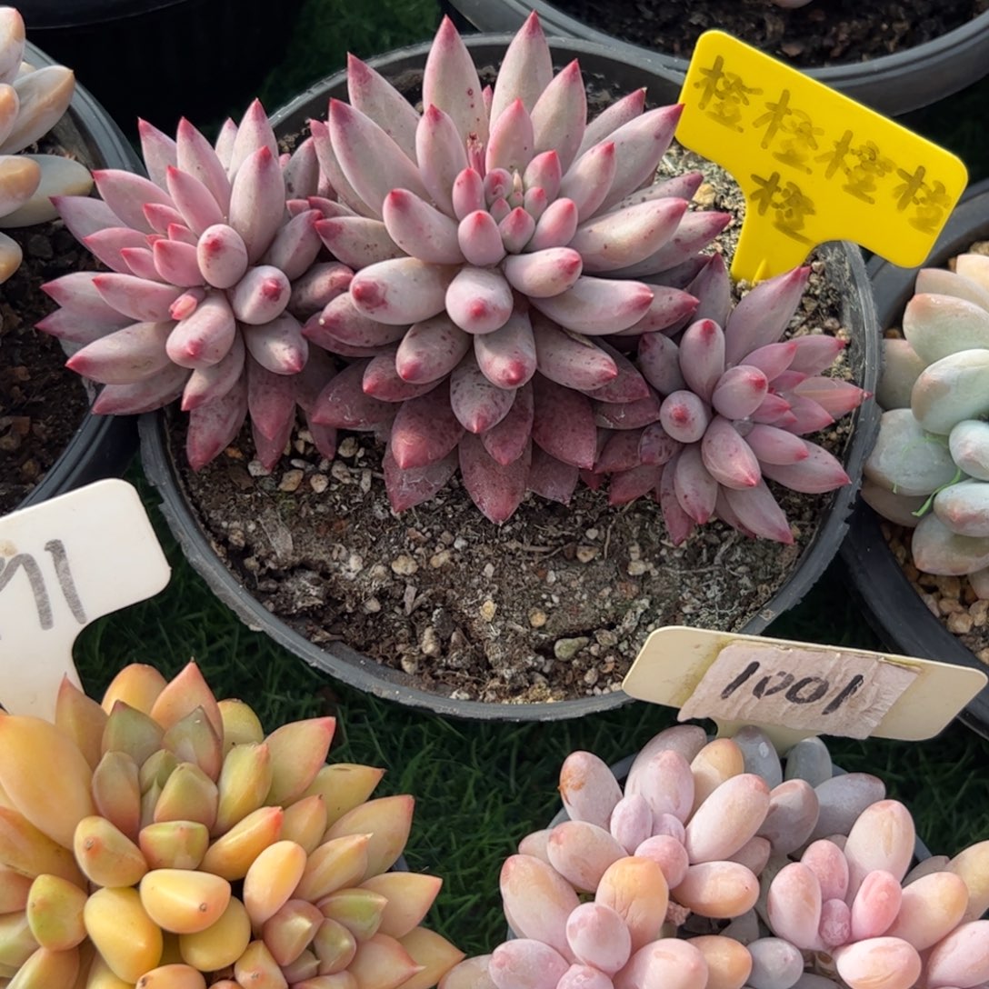 虞美人多肉植物保护