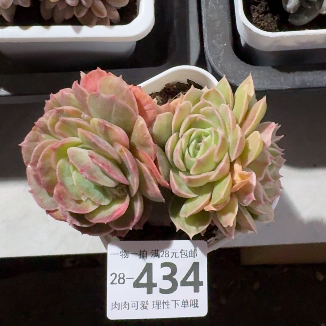 石化昂斯诺无盆土发货无盆