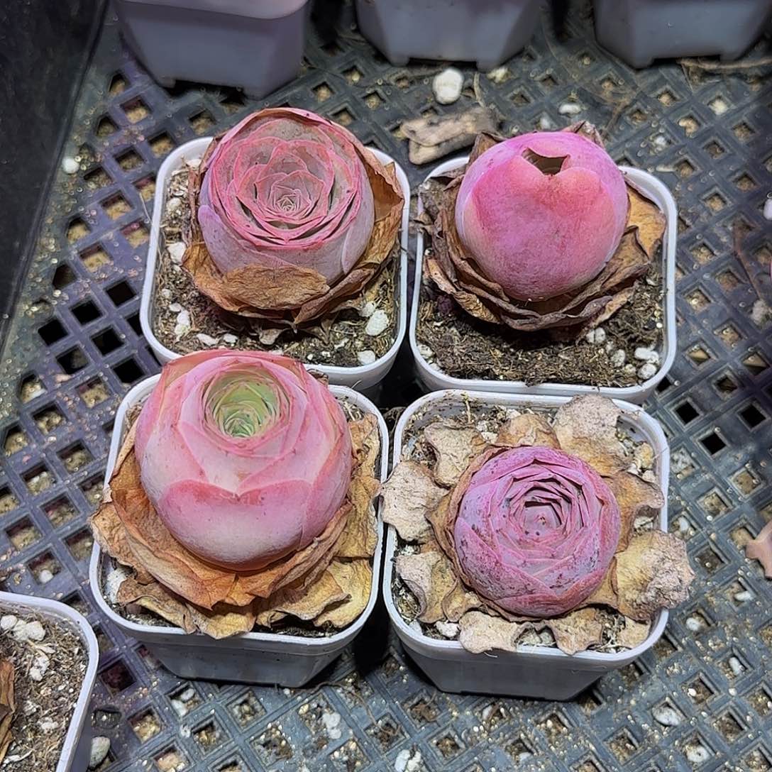 极小新品4棵 玻璃心慎拍 非偏远包邮